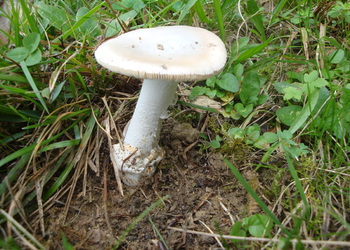 Ockergrauer Scheidenstreifling (Amanita lividopallescens) - © Bernard Wieser